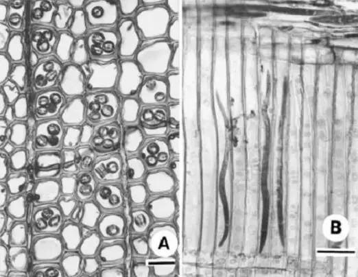 国产浮力院,创新科技引领水上娱乐新潮流